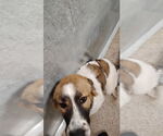 Small #1 Anatolian Shepherd-Great Pyrenees Mix