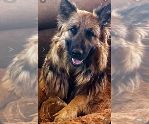 Mother of the King Shepherd puppies born on 07/10/2025