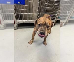 American Pit Bull Terrier Dogs for adoption in Fayetteville, NC, USA