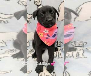 Shepradors Dogs for adoption in SHERBURNE, NY, USA