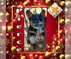 Australian Shepherd-Pembroke Welsh Corgi Mix Puppy for sale in GALLEGOS, NM, USA
