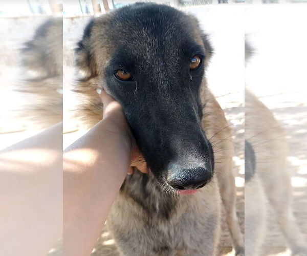 Medium Photo #12 Mutt Puppy For Sale in Apple Valley, CA, USA