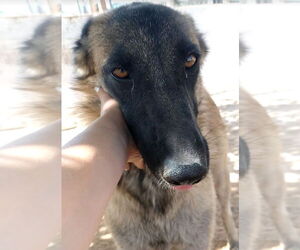 Lily - Female Mutt Dog for Adoption - Photo #12