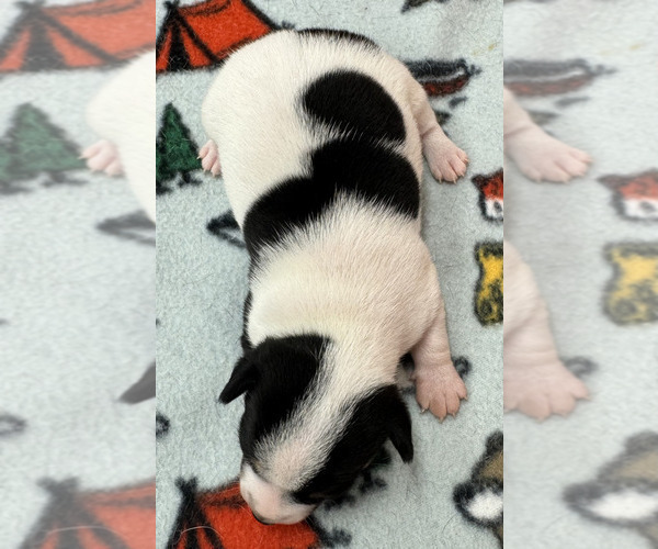 Medium Photo #8 Rat Terrier Puppy For Sale in WHITAKERS, NC, USA