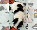 Small Photo #8 Rat Terrier Puppy For Sale in WHITAKERS, NC, USA