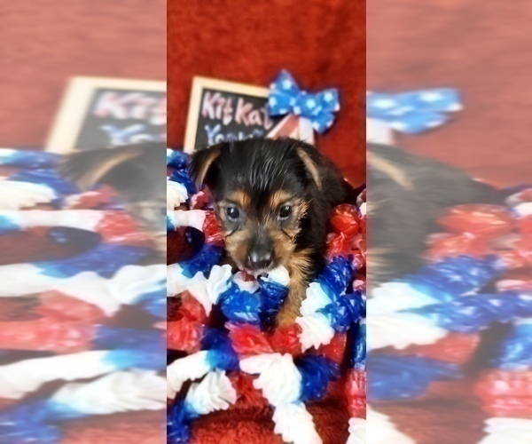 Medium Photo #6 Yorkshire Terrier Puppy For Sale in AKRON, OH, USA