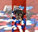 Small Photo #6 Yorkshire Terrier Puppy For Sale in AKRON, OH, USA
