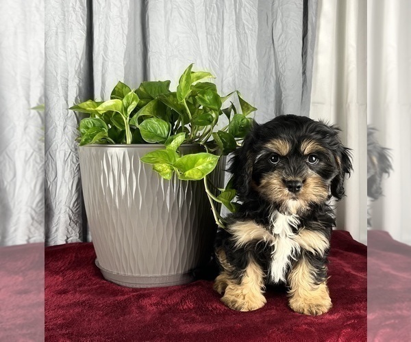 Medium Photo #9 Cavanese Puppy For Sale in GREENWOOD, IN, USA