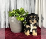 Small Photo #9 Cavanese Puppy For Sale in GREENWOOD, IN, USA