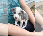 Small #5 American Staffordshire Terrier Mix