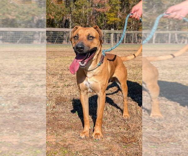 Medium Photo #6 Black Mouth Cur Puppy For Sale in Canton, CT, USA