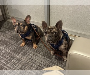 Mother of the French Bulldog puppies born on 08/01/2025