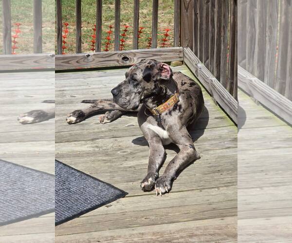 Medium Photo #3 Great Dane Puppy For Sale in Huntersville, NC, USA
