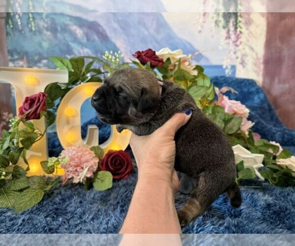 Medium Photo #4 Cane Corso Puppy For Sale in OOLOGAH, OK, USA