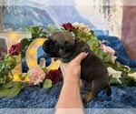 Small #3 Cane Corso