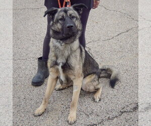 Hugo - Male Anatolian Shepherd-Norwegian Elkhound Mix Dog for Adoption - Photo #4