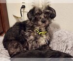 Small Photo #3 Shih Tzu-Unknown Mix Puppy For Sale in Littleton, CO, USA