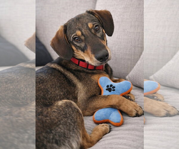 Medium Photo #5 American Foxhound-Beagle Mix Puppy For Sale in Euless, TX, USA