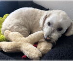 Small #7 Maltipoo