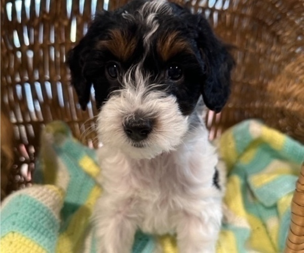 Medium Photo #1 Aussiedoodle Miniature  Puppy For Sale in AMELIA, OH, USA