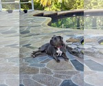Small #2 American Pit Bull Terrier-American Staffordshire Terrier Mix