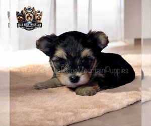Morkie Puppy for sale in ASHEVILLE, NC, USA