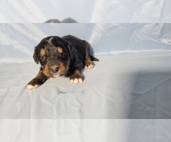 Medium Photo #32 Golden Mountain Dog Puppy For Sale in BLACK FOREST, CO, USA