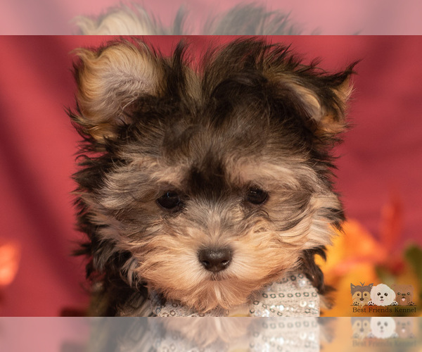 Medium Photo #1 Morkie Puppy For Sale in SAFFORD, AZ, USA