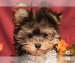 Small Photo #1 Morkie Puppy For Sale in SAFFORD, AZ, USA