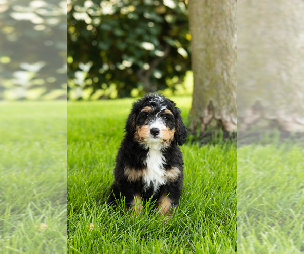 Medium Photo #17 Bernedoodle (Miniature) Puppy For Sale in SHIPSHEWANA, IN, USA