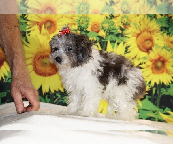 Medium Photo #12 Goldendoodle (Miniature) Puppy For Sale in DYERSBURG, TN, USA