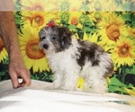 Birdie - Female Goldendoodle (Miniature) Puppy for Sale - Photo #12