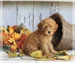 Small Photo #4 Poodle (Toy) Puppy For Sale in FREDERICKSBURG, OH, USA