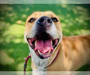 Mutt Dogs for adoption in Orlando, FL, USA