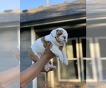 Small Photo #3 Bulldog Puppy For Sale in BRKN ARW, OK, USA