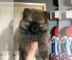 Small Photo #1 Pomeranian Puppy For Sale in WESTMINSTER, CA, USA