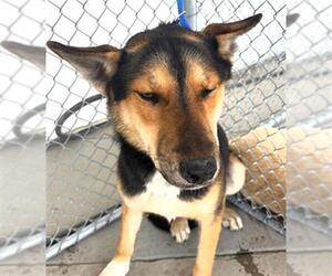 German Shepherd Dog Dogs for adoption in Bakersfield, CA, USA