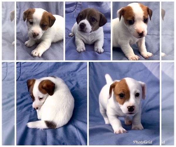 Medium Photo #1 Jack Russell Terrier Puppy For Sale in PINNACLE, NC, USA