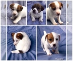 Small Photo #1 Jack Russell Terrier Puppy For Sale in PINNACLE, NC, USA
