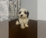 Small #2 Havanese