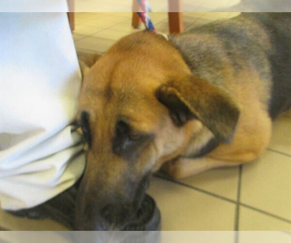 Medium Photo #1 German Shepherd Dog Puppy For Sale in Ocala, FL, USA