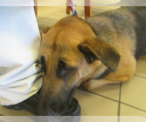German Shepherd Dog Dogs for adoption in Ocala, FL, USA