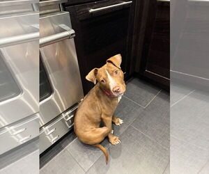 Mutt Dogs for adoption in Philadelphia, PA, USA