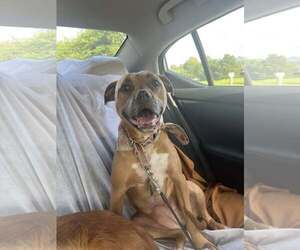 Bullboxer Pit Dogs for adoption in Spring Lake, NJ, USA