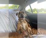 Small Bullboxer Pit