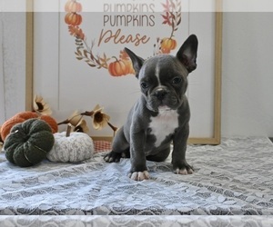Faux Frenchbo Bulldog Puppy for sale in MILLERSBURG, OH, USA