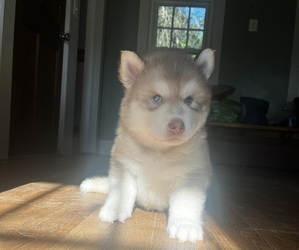 Siberian Husky Puppy for sale in EXETER, RI, USA