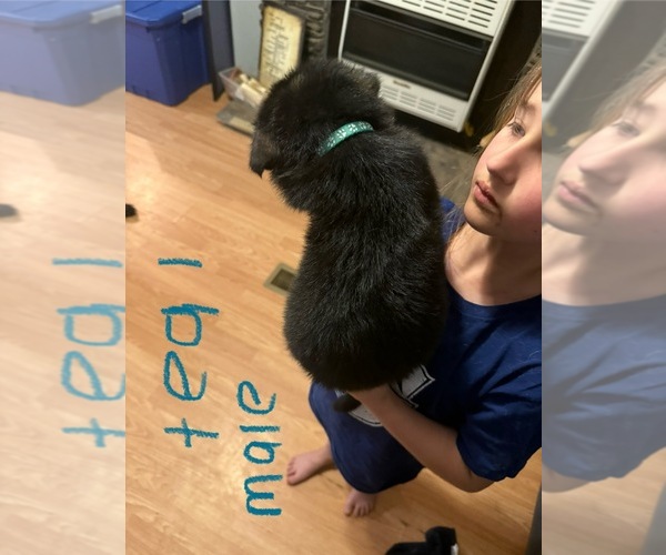 Medium Photo #2 German Shepherd Dog Puppy For Sale in RUSTBURG, VA, USA