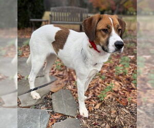 Mutt Dogs for adoption in Warrenton, VA, USA