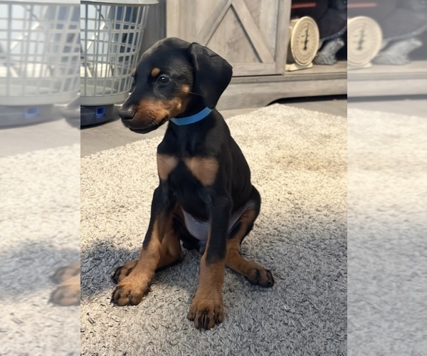 Medium Photo #2 Doberman Pinscher Puppy For Sale in CHEPACHET, RI, USA